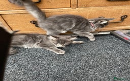 Maine Coon cats for sale: Extra Large Maine Coon Kittens - Image 2