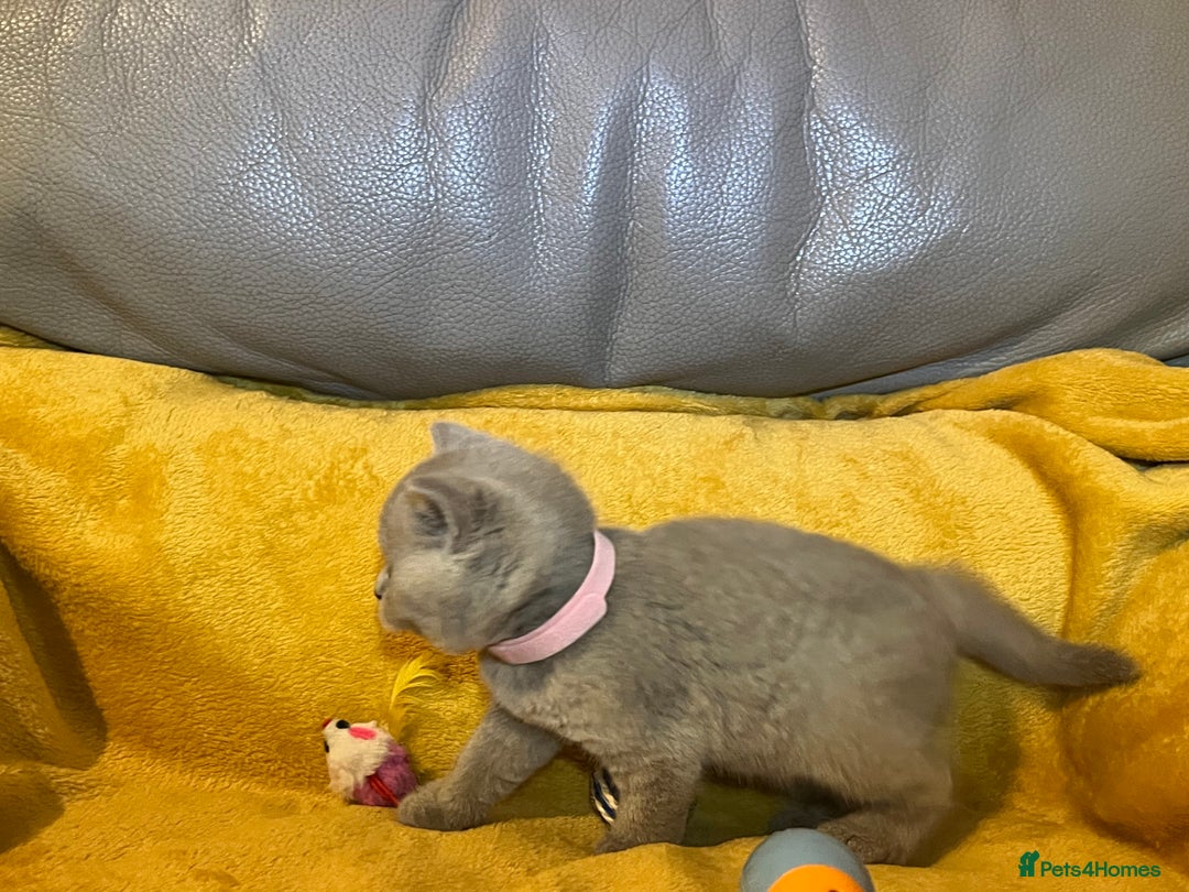 British Shorthair cats for sale: British Shorthair Kittens – Loving Homes Only 🐾 - Advert 12