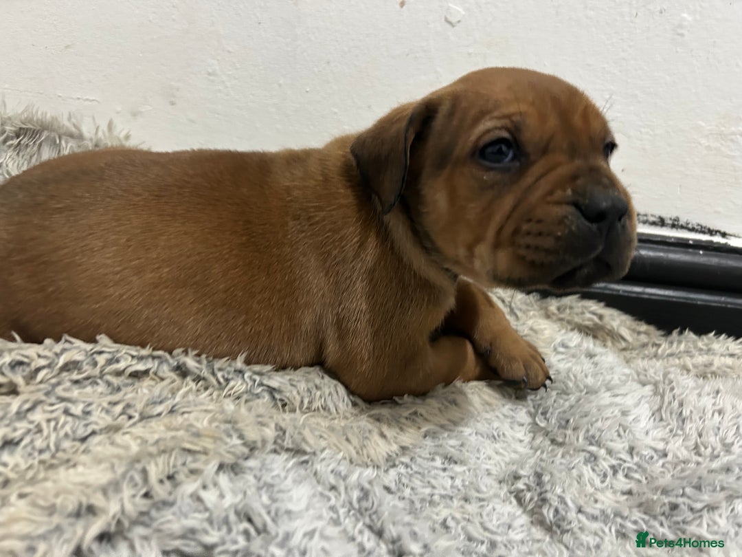 Mixed Breed dogs for sale: A beautiful litter of Rottweiler/staff/mastiffs - Advert 10