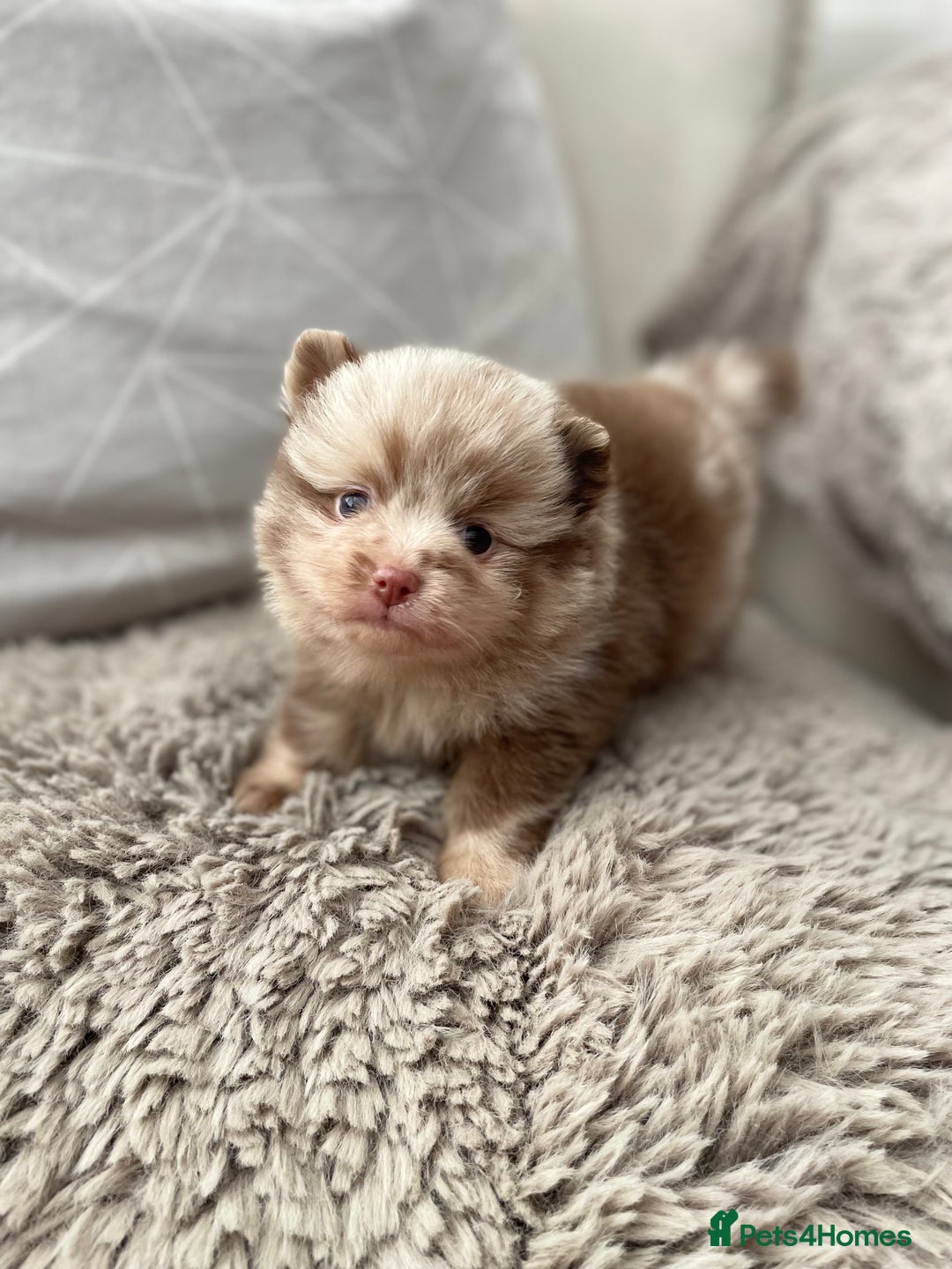 Pomeranian dogs for stud: 💜🧡Lilac & tan KC stud Benji champions in line  in Guildford - Image 26