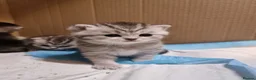 British Shorthair cats for sale: 4 Kitten Tabby British Shorthair GCCF Pedigree  - Advert 1
