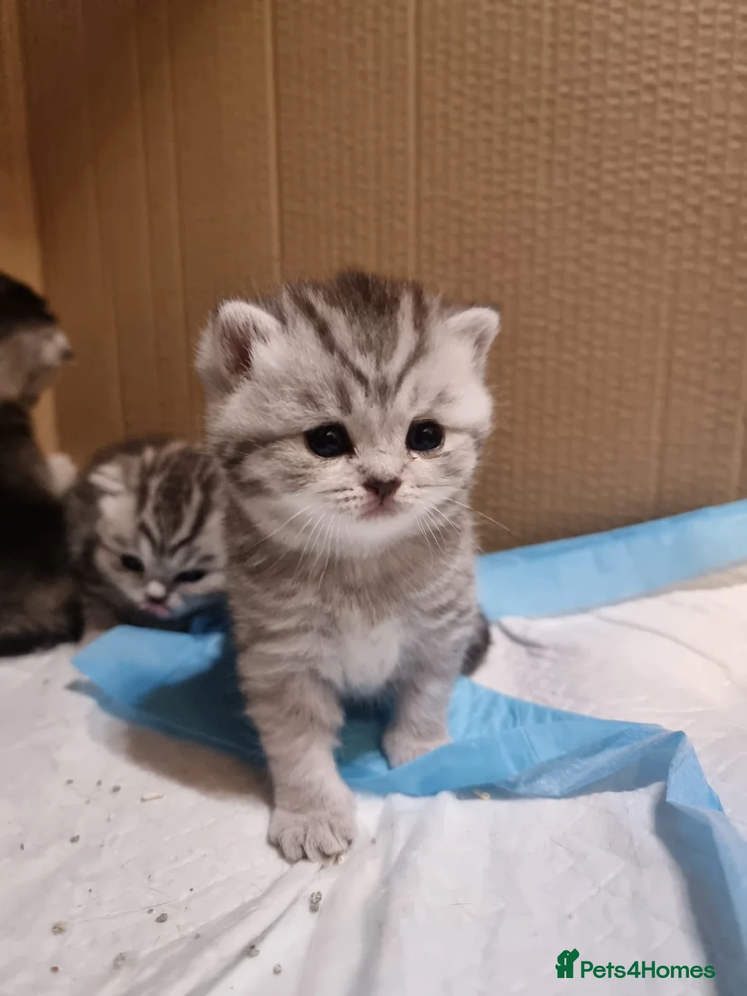 British Shorthair cats for sale: 4 Kitten Tabby British Shorthair GCCF Pedigree  - Advert 1
