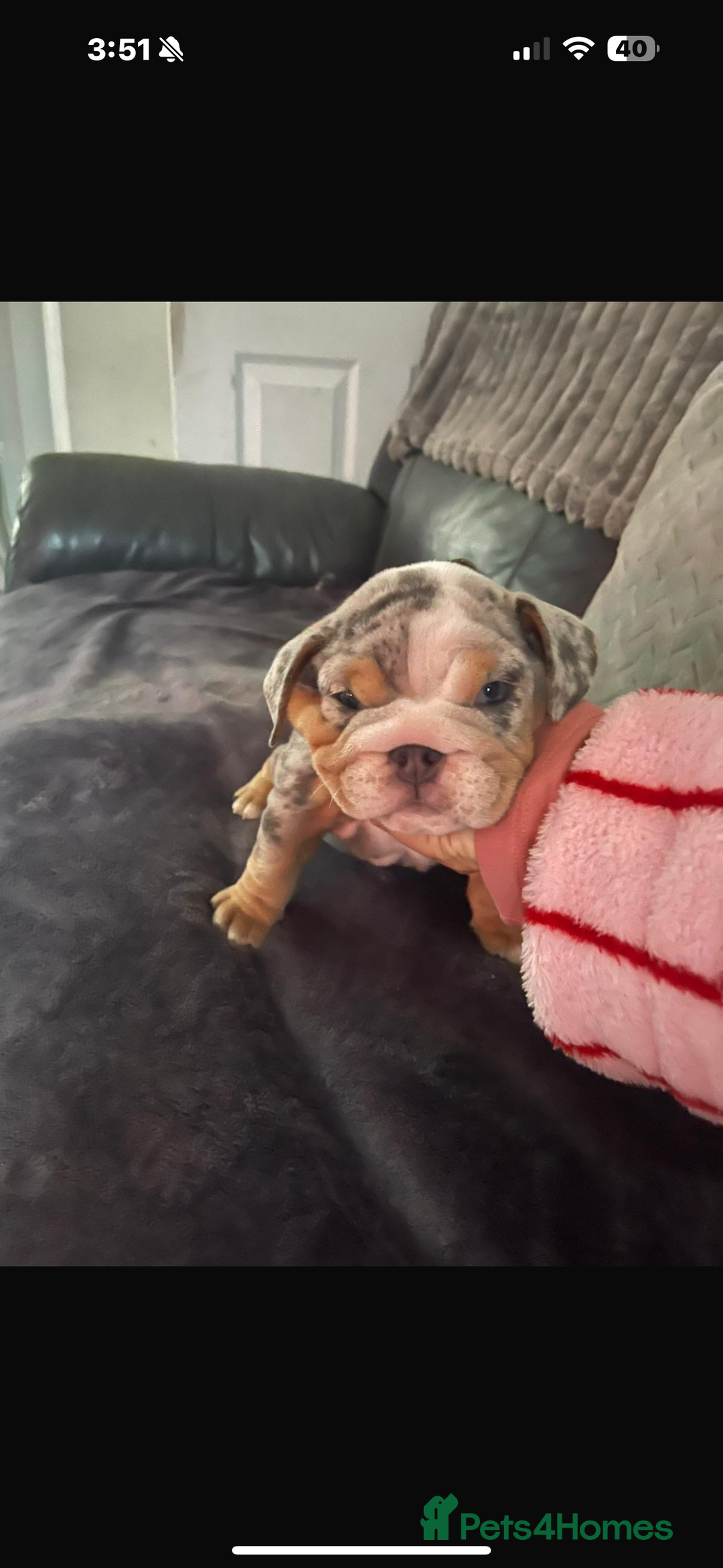 English Bulldog dogs for sale: 10 week old English bulldog  - Advert 4