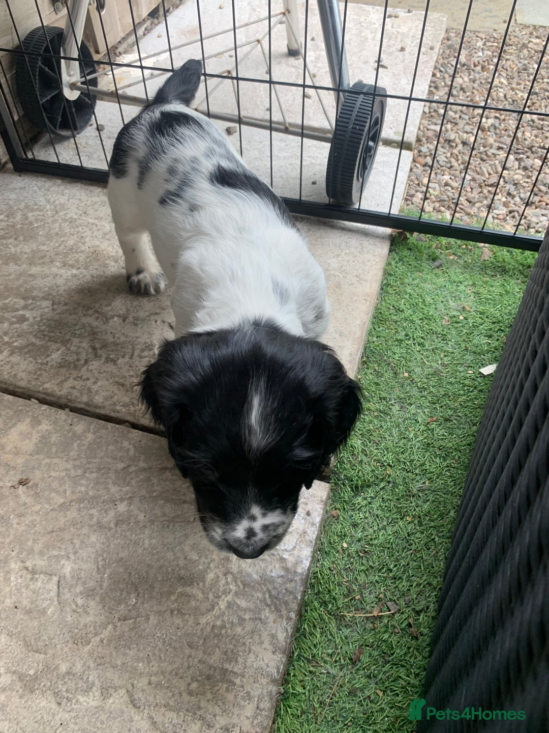 English Springer Spaniel dogs for sale: Springer pups - Image 4