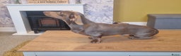 Miniature Dachshund dogs for stud: Minature dashound isabella and tan for stud in Alfreton - Advert 1