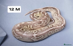 Python Snake reptiles for sale: Royal Python Morph Hatchlings  - Image 24