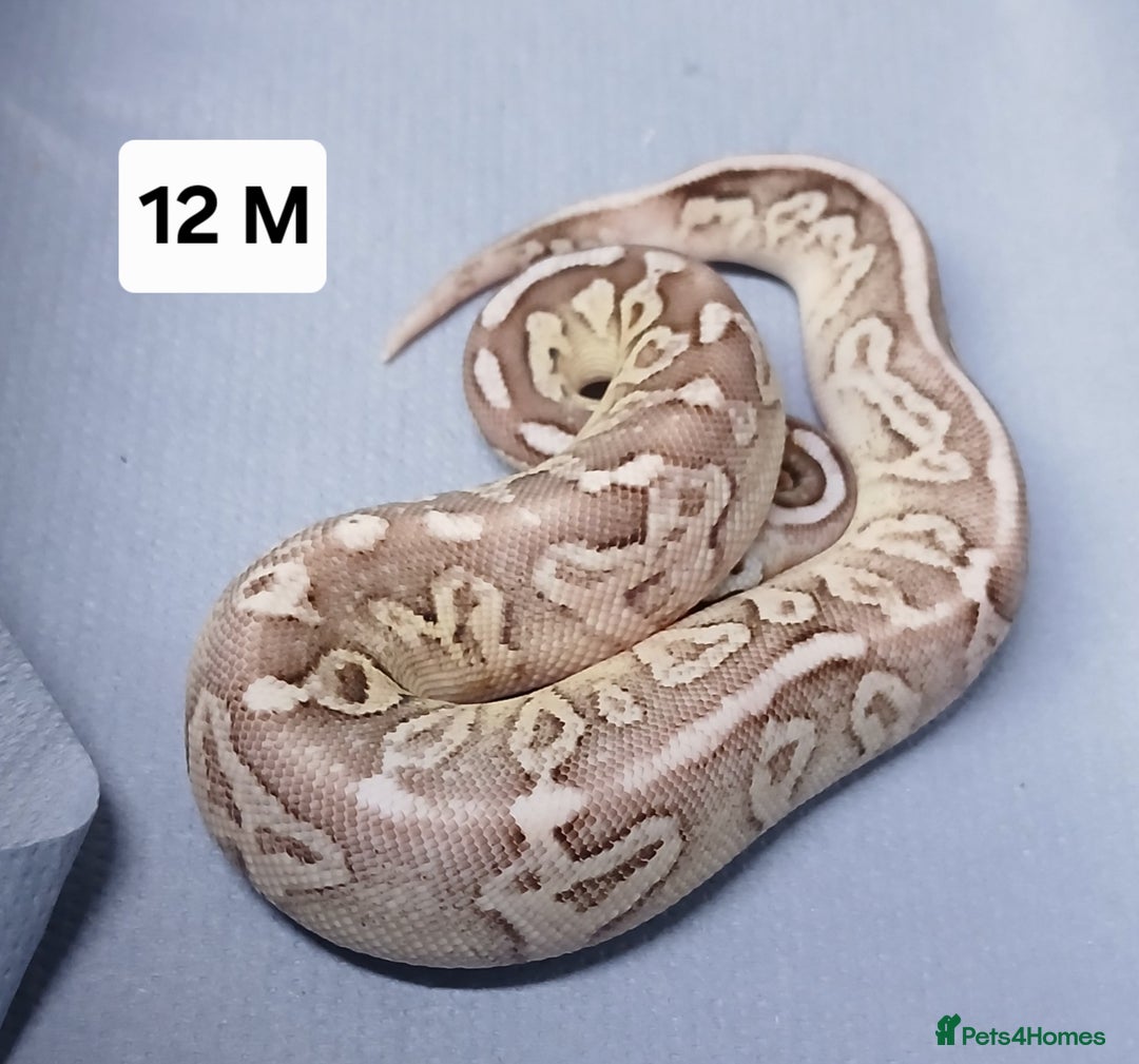 Python Snake reptiles for sale: Royal Python Morph Hatchlings  - Image 24