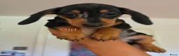 Miniature Dachshund dogs for sale: BLACK/TAN Adorable dachshund puppies for sale😍 - Advert 20
