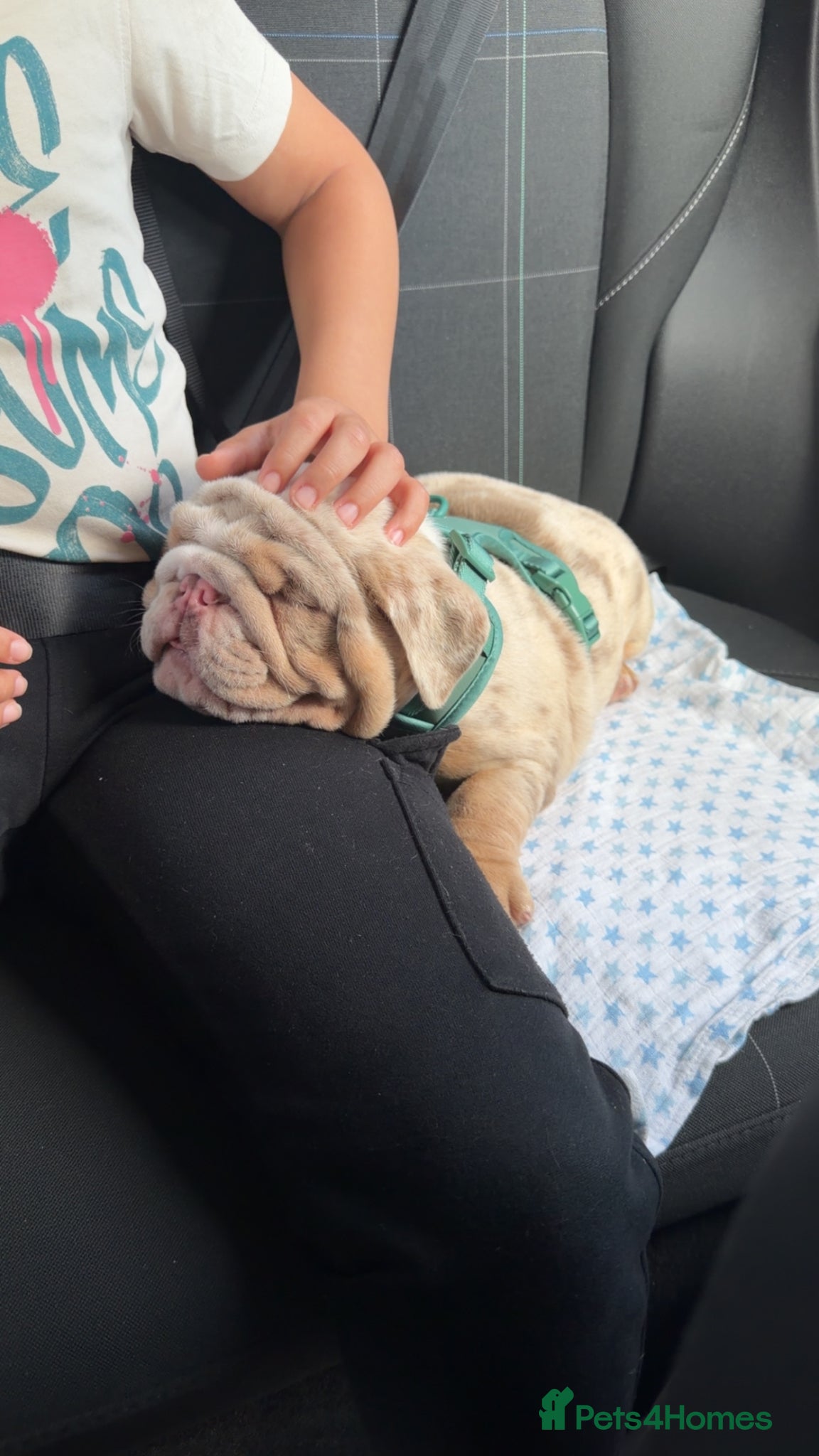 English Bulldog dogs Beautiful merle boy - Advert 1
