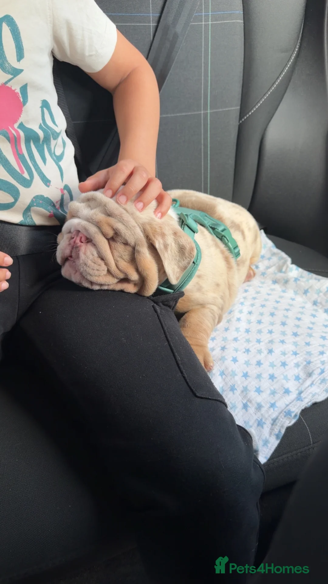 English Bulldog dogs for sale: Beautiful merle boy - Advert 1