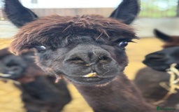 Alpaca livestock for sale: Alpacas for sale various  - Image 2