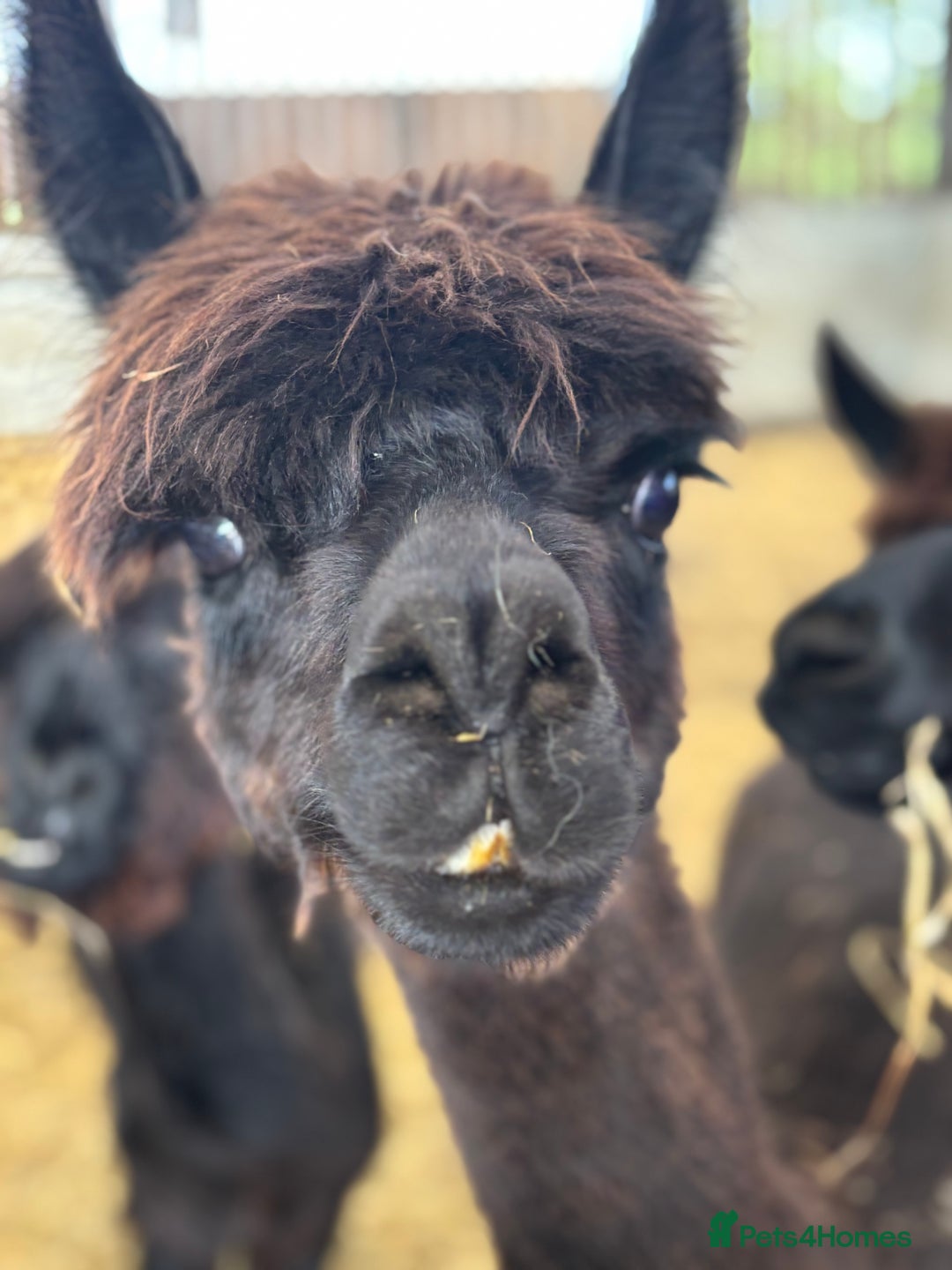 Alpaca livestock for sale: Alpacas for sale various  - Image 2