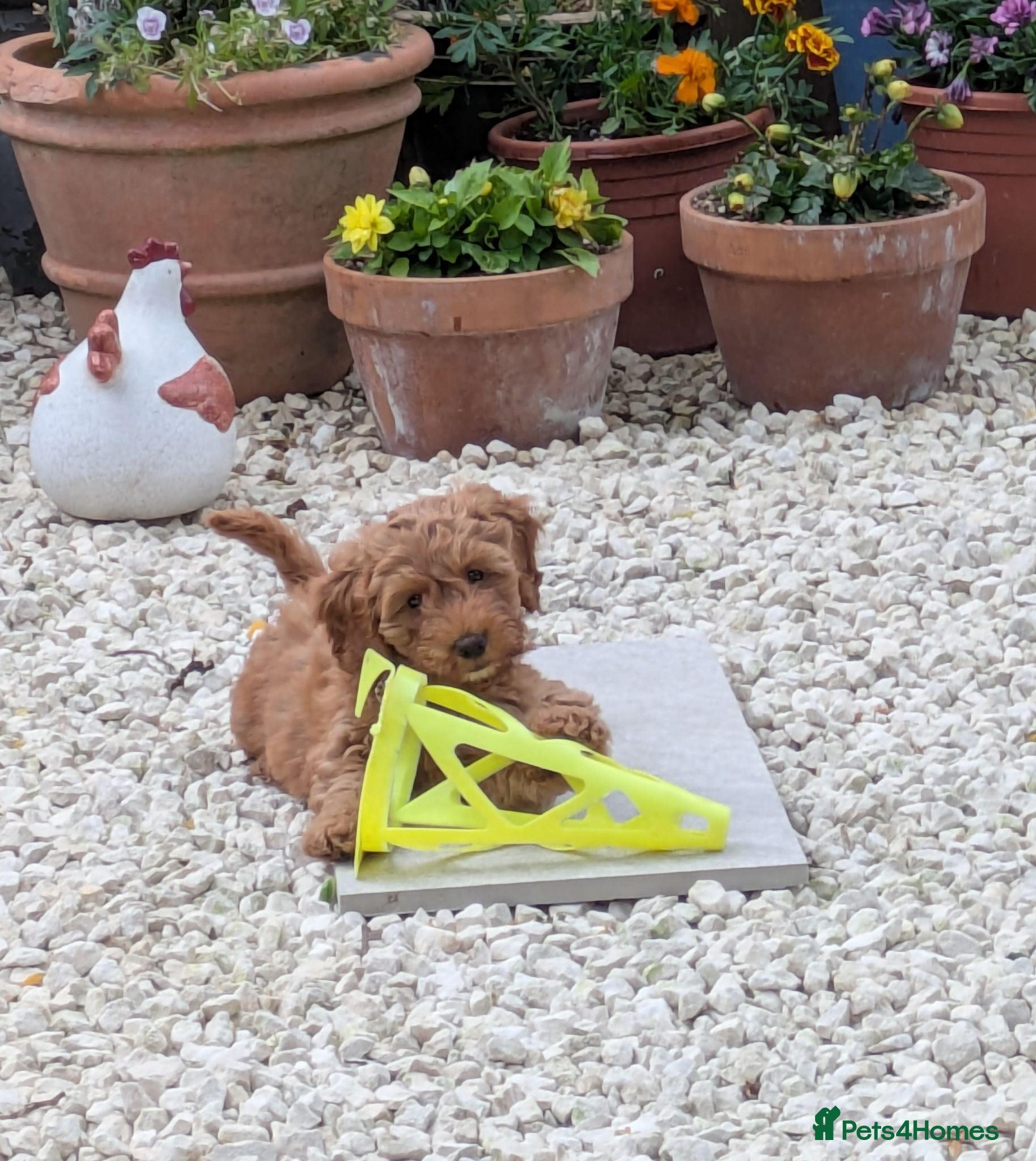 Cockapoo dogs Last puppy  - Advert 19