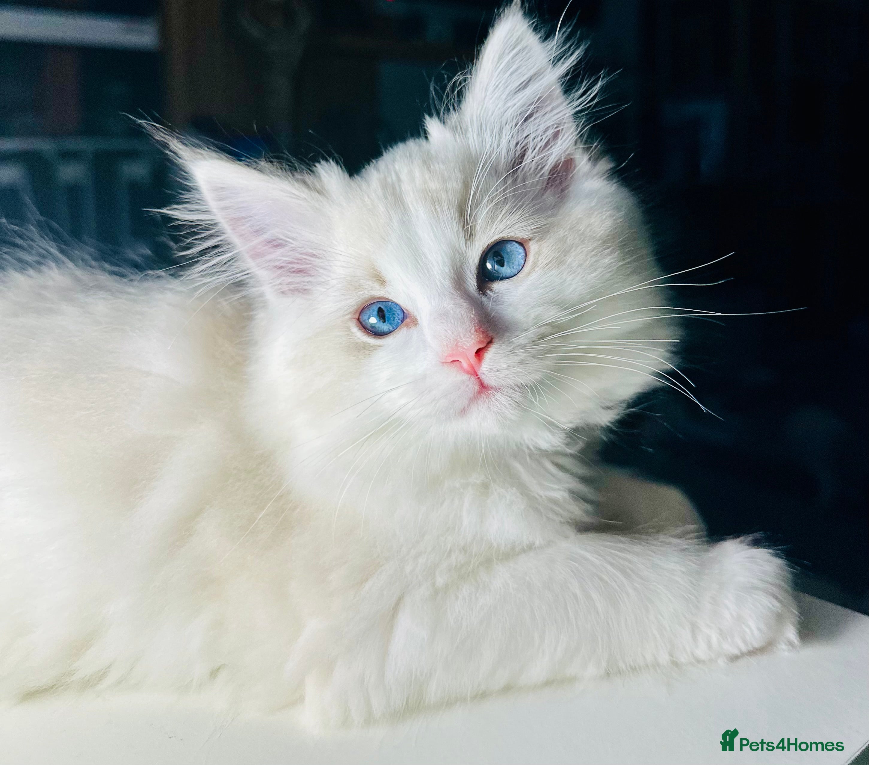 Ragdoll cats Ready now,DNA Tested Stunning Ragdoll Kittens - Advert 3