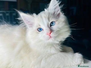 Ragdoll cats Ready to go!!! DNA Tested Charming Ragdoll Kittens - Advert 10