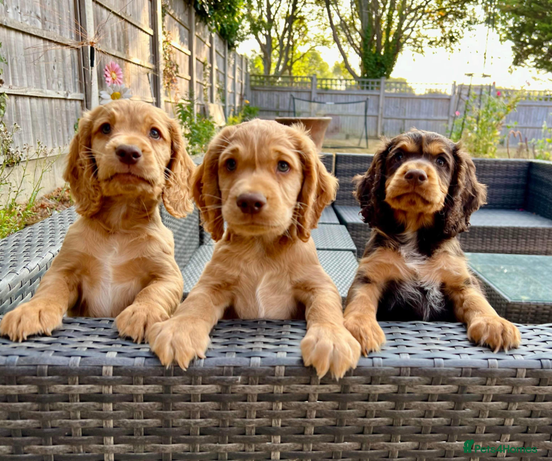 Cocker Spaniel dogs for stud: Cocker for stud in Polegate - Advert 9