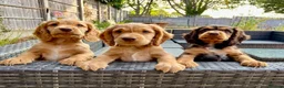 Cocker Spaniel dogs for stud: Cocker for stud in Polegate - Advert 9