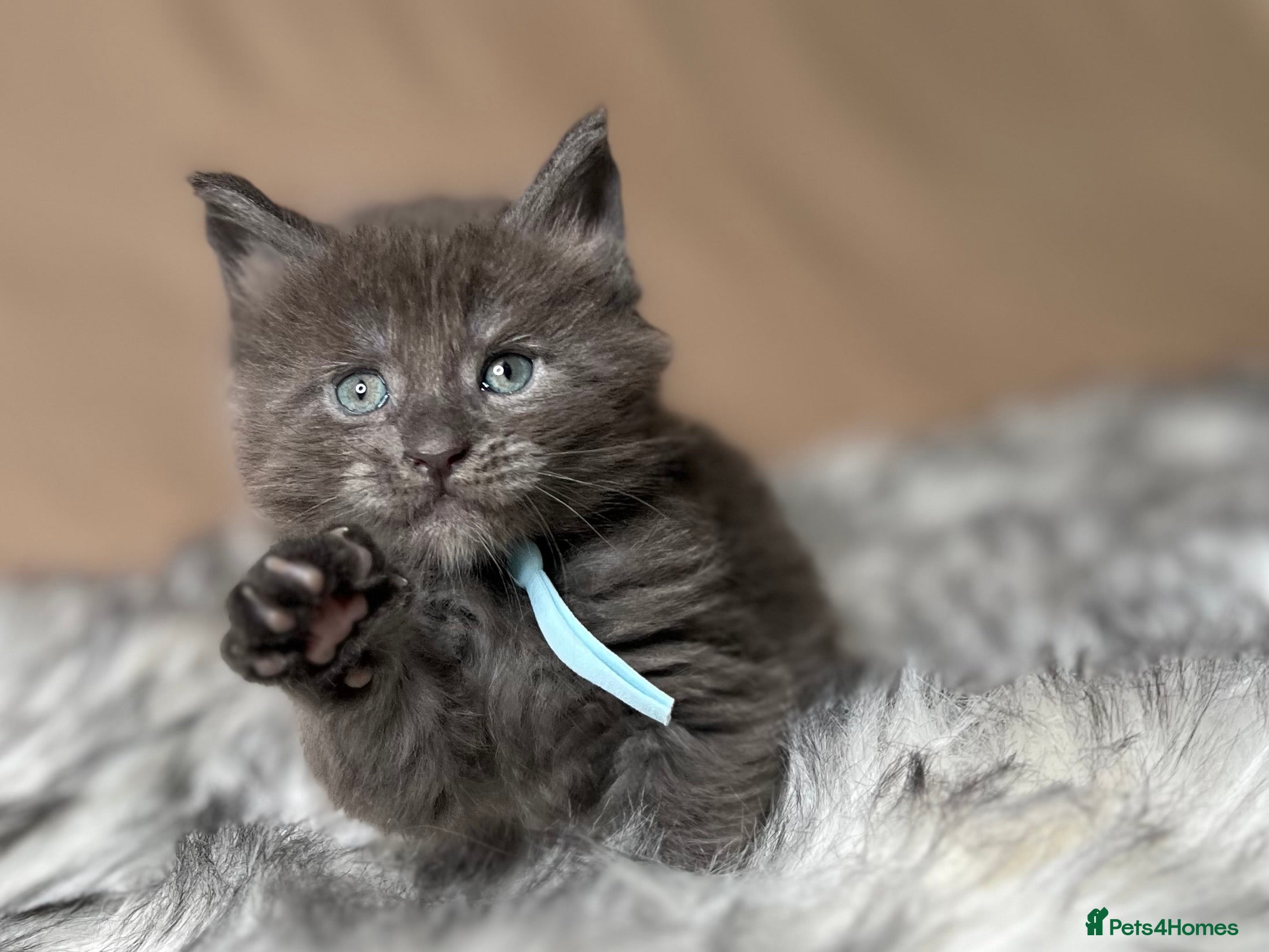 Maine Coon cats Maine coon kittens blue silver smoke rare colours - Advert 2