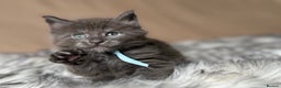 Maine Coon cats for sale: Maine coon kittens blue silver smoke rare colours - Advert 10