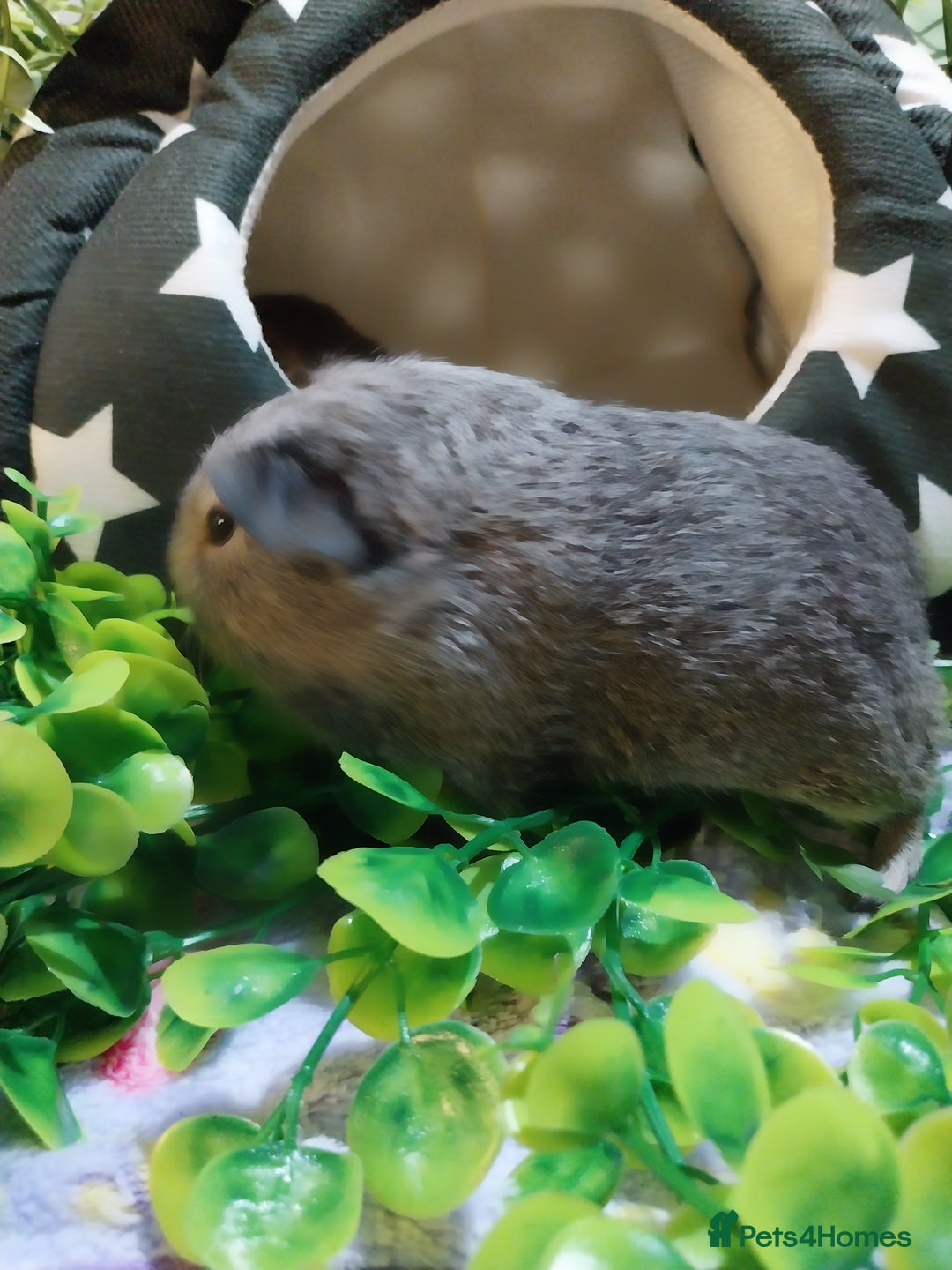 Guinea Pig rodents for sale: (RESERVED) Baby Guinea Pigs - Image 5