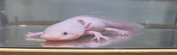 Axolotl reptiles for sale: Female Leucistic Axolotl in Coventry - Advert 3