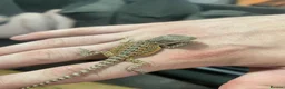 Bearded Dragon reptiles for sale: Bearded dragons  in Dover - Advert 11