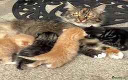 Mixed Breed cats for sale: 4Adorable Domestic Longhair Kittens-ready late Sep - Image 1