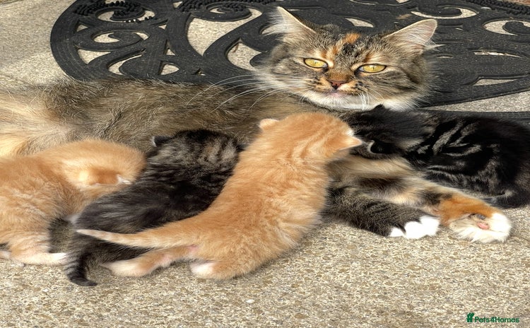 Mixed Breed cats - Advert 15