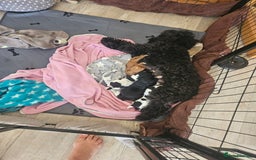 Cavapoo dogs for sale: Adorable girl and boy left - Image 8