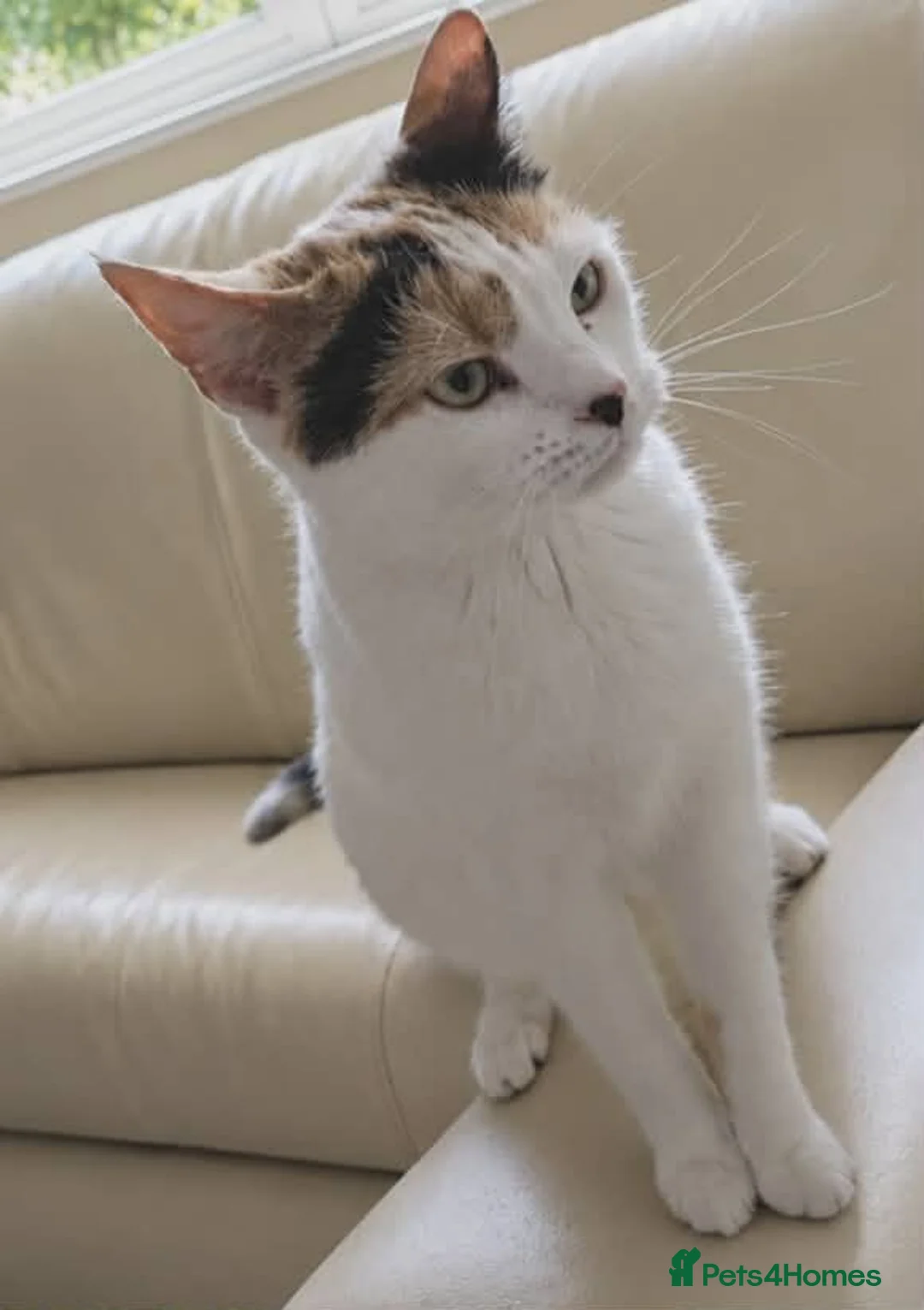 Mixed Breed cats for sale: Cats Looking for Loving Homes in Croydon - Advert 2