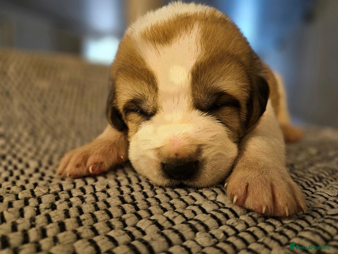 Central Asian Shepherd dogs for sale: Beautiful central Asian shepherd puppies - Advert 16