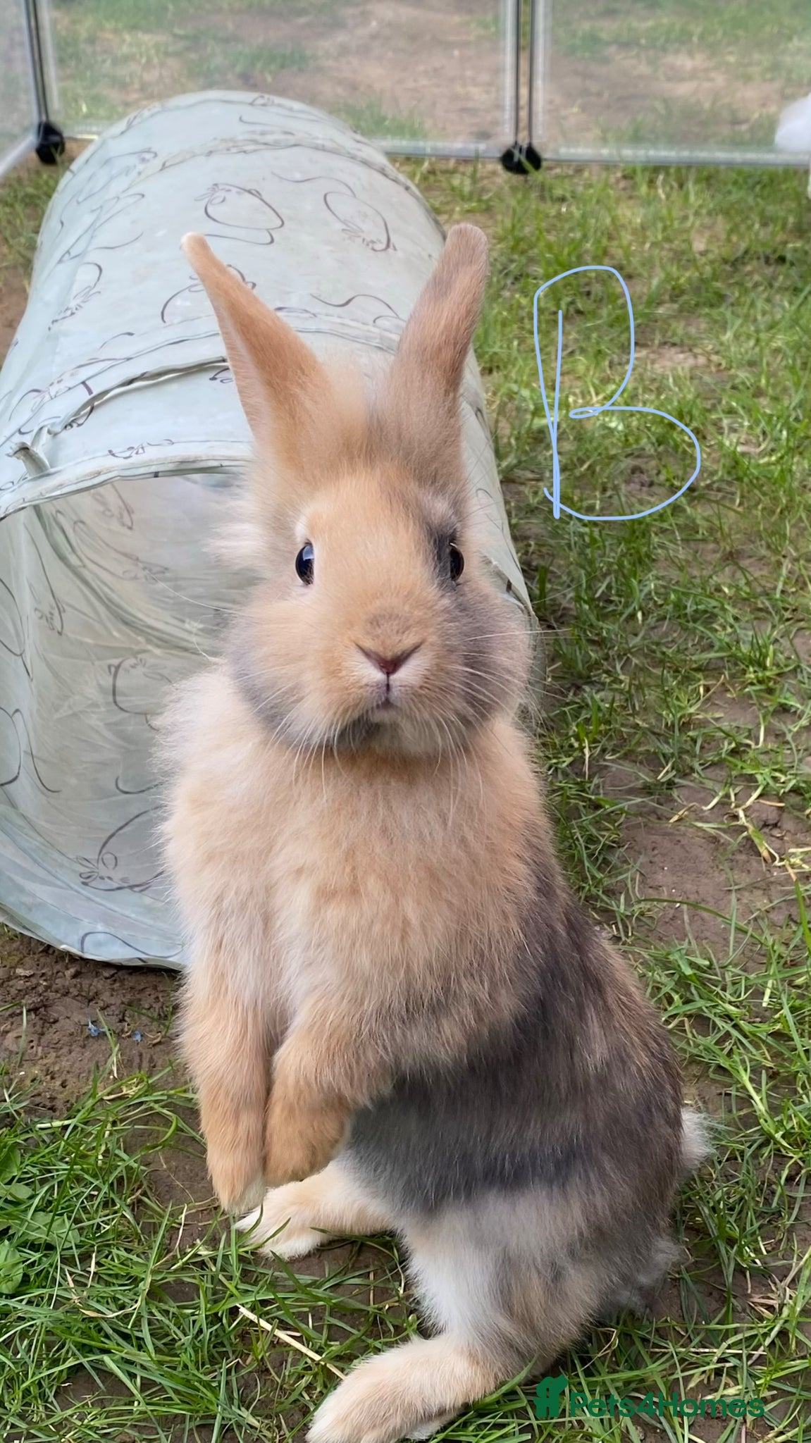 Mixed Breed rabbits 6 bunnies for sale in Oxford - Advert 11