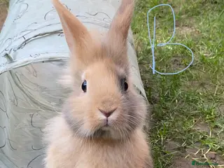 Mixed Breed rabbits 6 bunnies for sale in Oxford - Advert 11