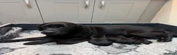 Labrador Retriever dogs for sale: KC Black Labradors - show type  - Advert 2