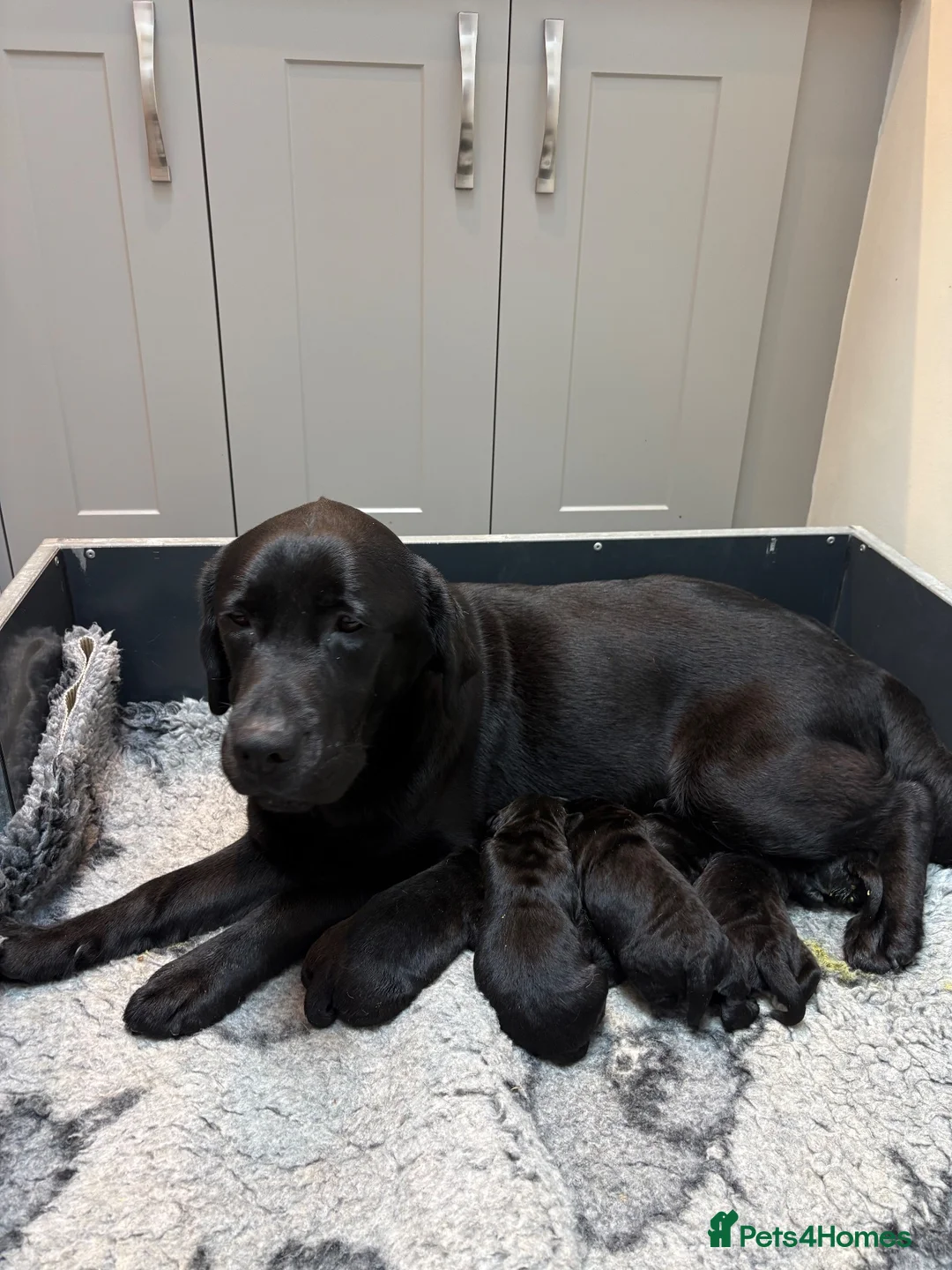 Labrador Retriever dogs for sale: KC Black Labradors - show type  - Advert 2