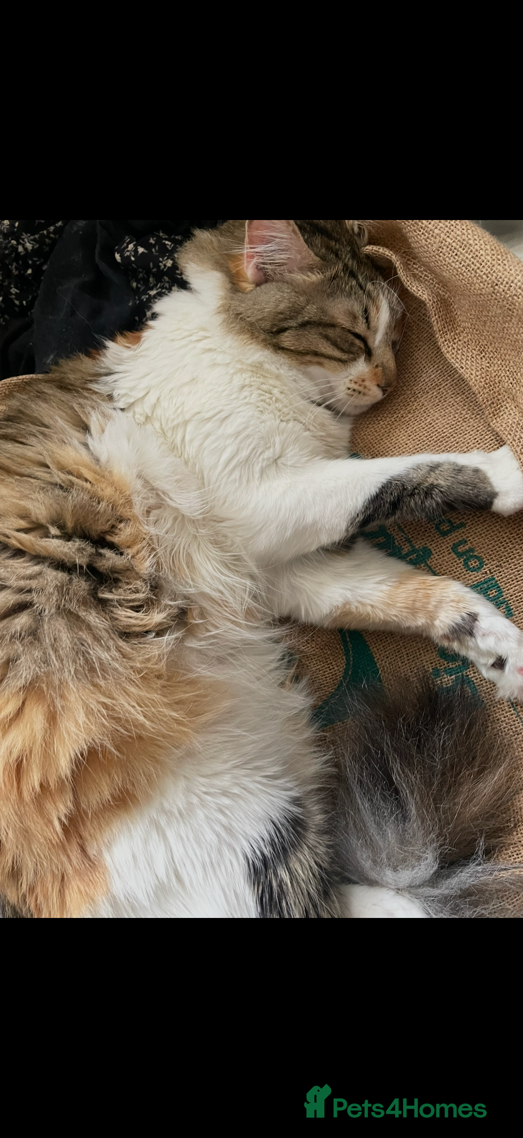 Mixed Breed cats for sale: Boy cat up for adoption - Advert 22