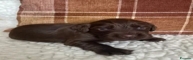 Cocker Spaniel 1