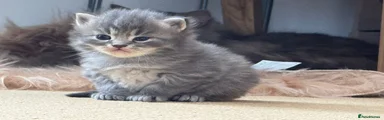 Mixed Breed Kitten 2