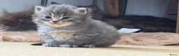 Mixed Breed cats for sale: Long haired Kittens  - Advert 4