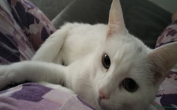 Turkish Angora cats for sale: 2 turkish Angoras for sale  - Image 2