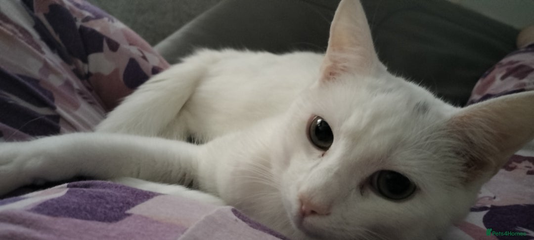 Turkish Angora cats for sale: 2 turkish Angoras for sale  - Image 2