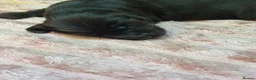 Flat coated Retriever dogs for sale: Stunning RKC flat coated retrievers  - Advert 4
