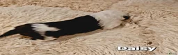 Mixed Breed dogs for sale: Beautiful Old English Sheepdog/Bernedoodle Puppies - Advert 12