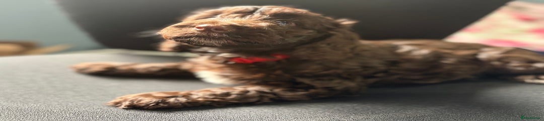 Cockapoo Puppy 3