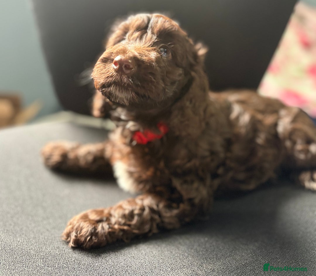 Cockapoo dogs for sale: Gorgeous cockapoo puppies  - Image 18