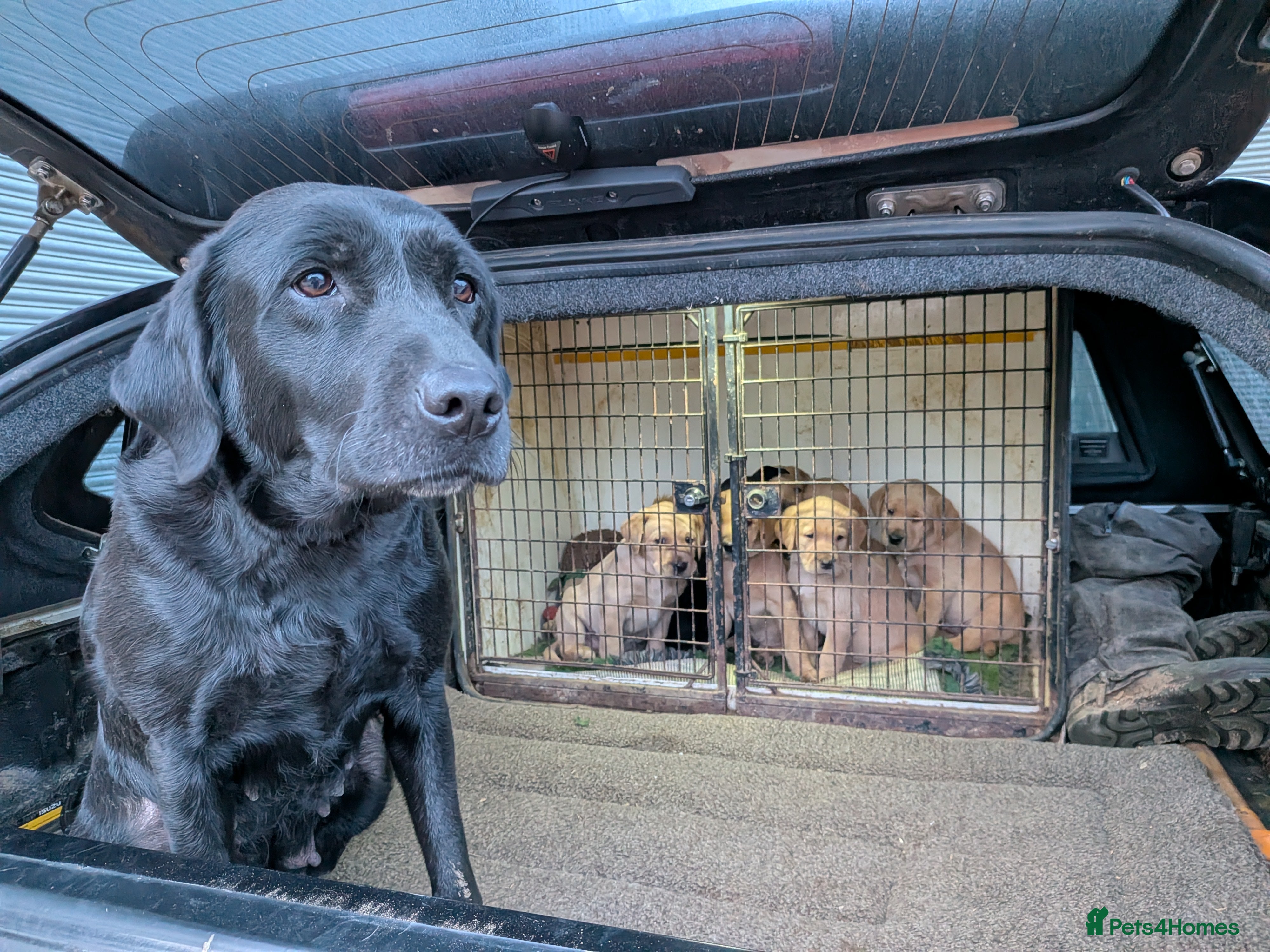 Labrador Retriever dogs Labrador Puppy in Stamford - Advert 3