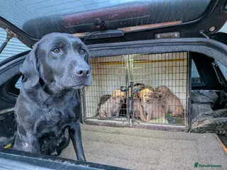 Labrador Retriever dogs Labrador Puppy in Stamford - Advert 12