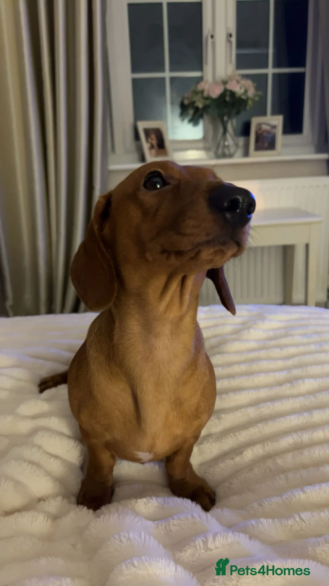 Miniature Dachshund dogs for sale: 2 yr old Miniature daschund   - Advert 2