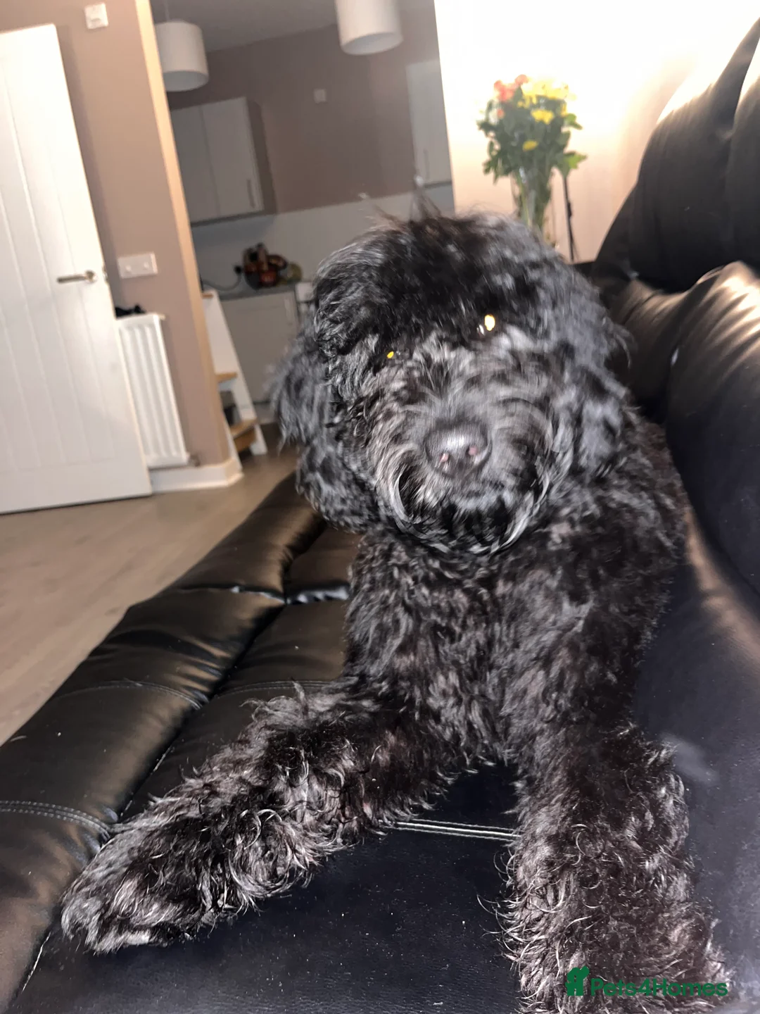 Goldendoodle dogs for sale: 6 Month Golden-doodle  - Advert 2