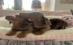 Miniature Dachshund dogs for sale: Miniature Dachshund  - Image 18